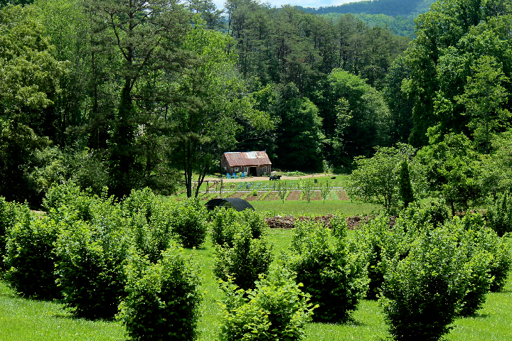 overlooking-blackberry-farm