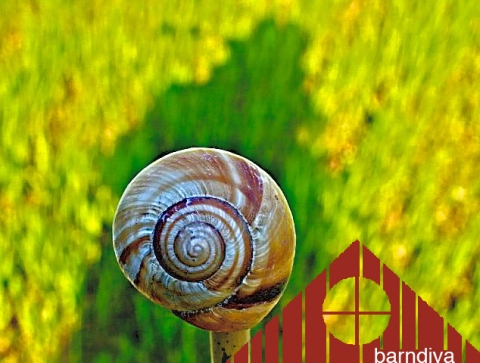 snail topper
