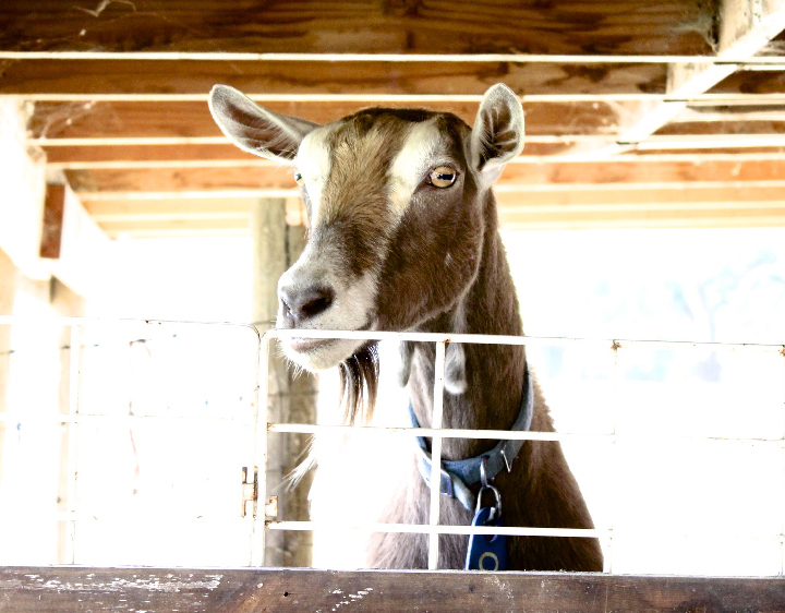 bright eyed goat